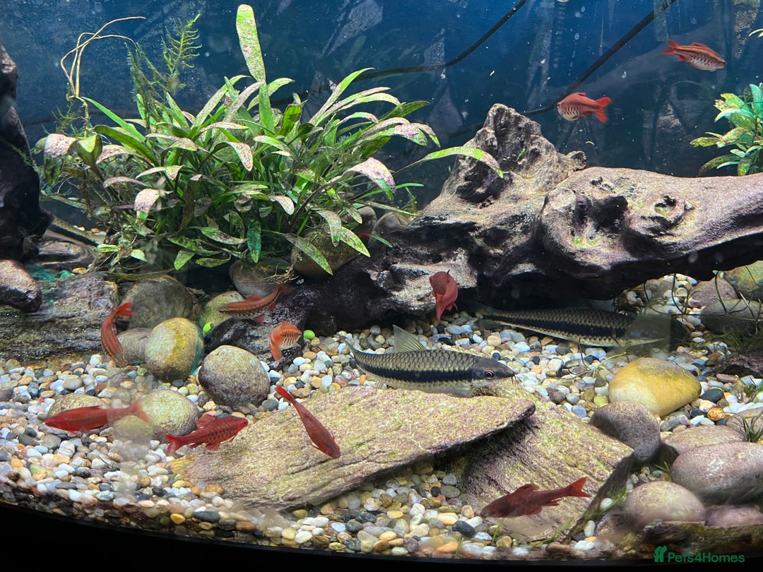 Other/Mixed Breed fish for sale: Fish and 180 litre fish tank free to a good home - Advert 4