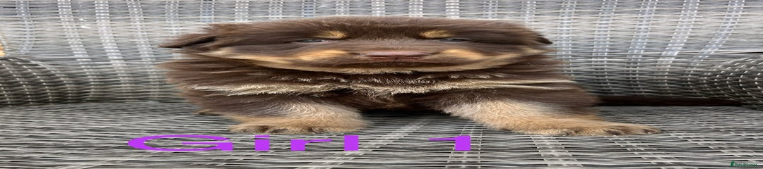  Puppy 2