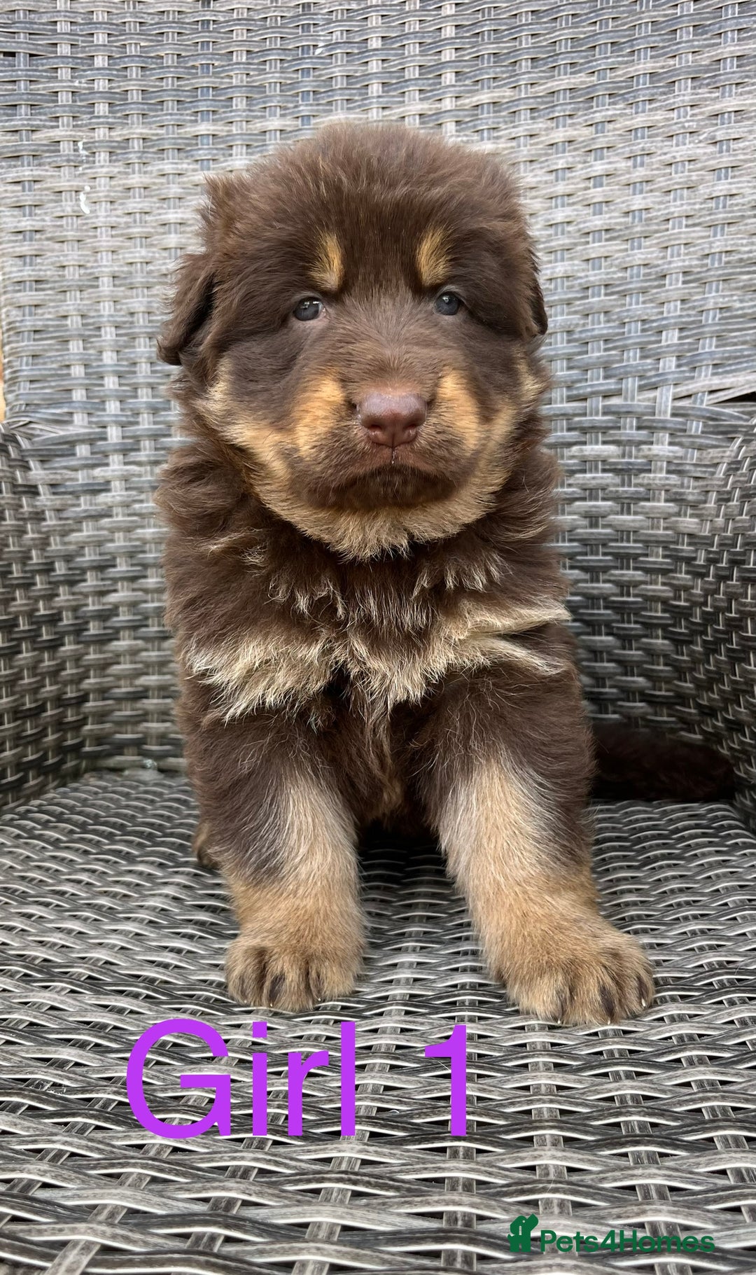 German Shepherd dogs for sale: True to type pure German Shepard puppies  - Image 3