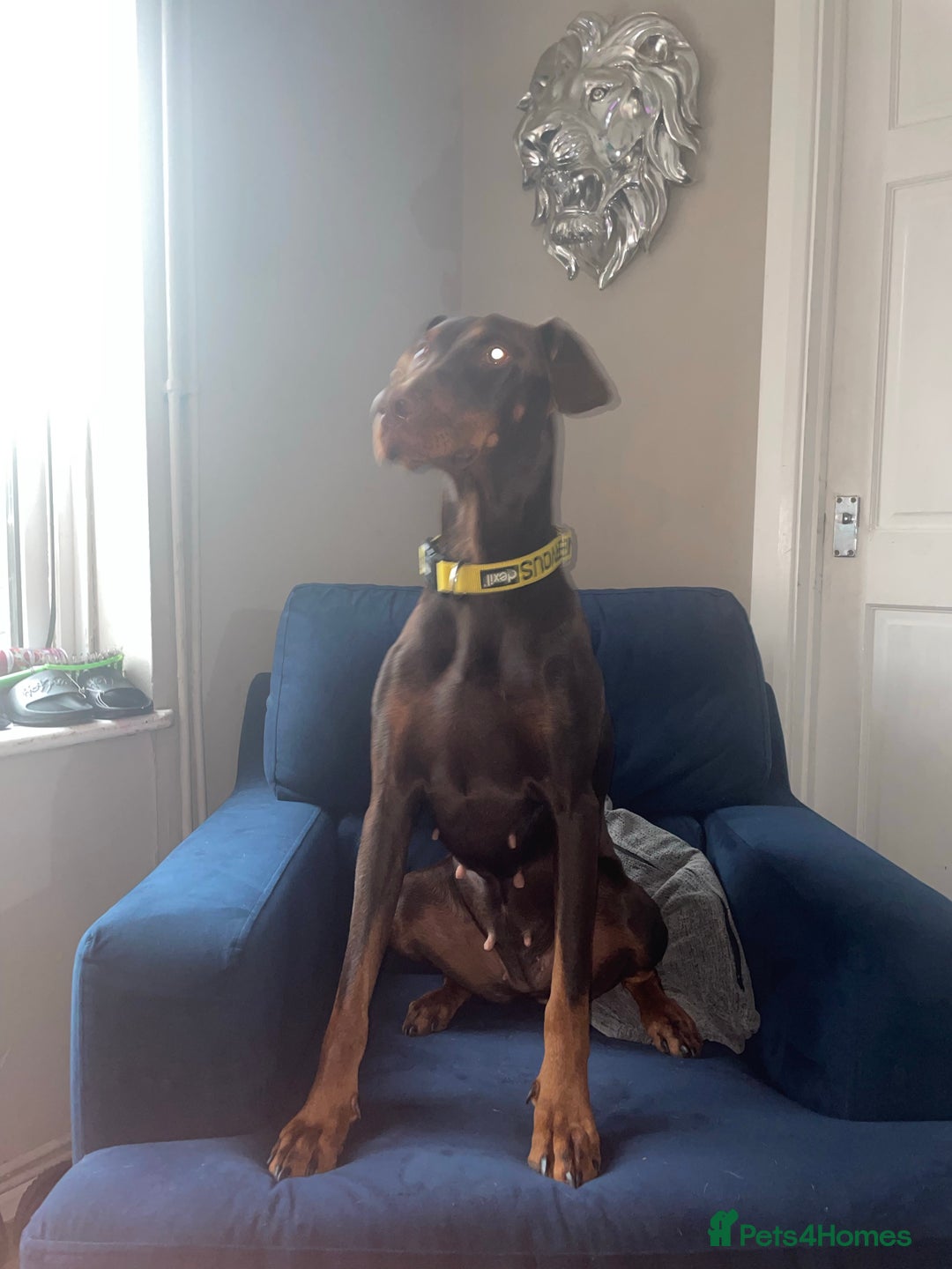 Gallery Image {{count}}