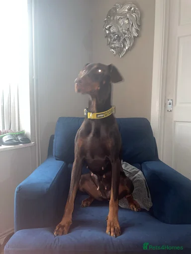 Gallery Image {{count}}