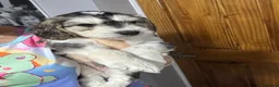 Cockapoo dogs for sale: Only one f1 miniature cockapoo boy left.😍 - Advert 6