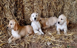 Golden Retriever dogs for sale: Beautiful Golden & Cream Retrievers ready nowy  - Image 6