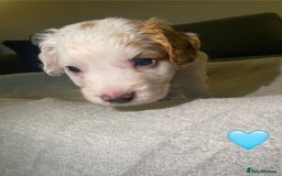 Cocker Spaniel dogs for sale: Cocker Spaniel Puppies  - Advert 14