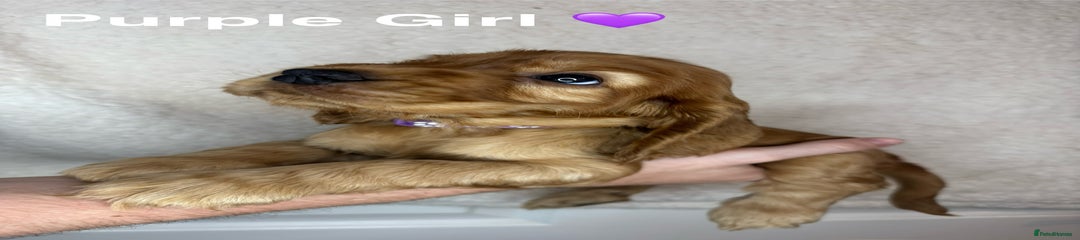 Purple Girl