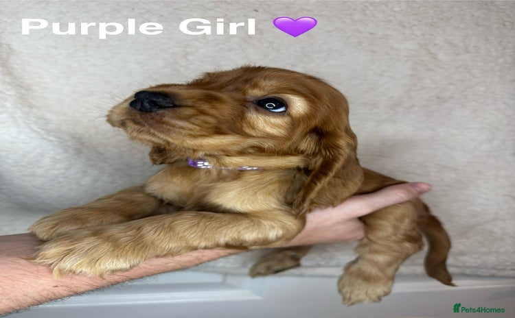 Cocker Spaniel dogs - Advert 3