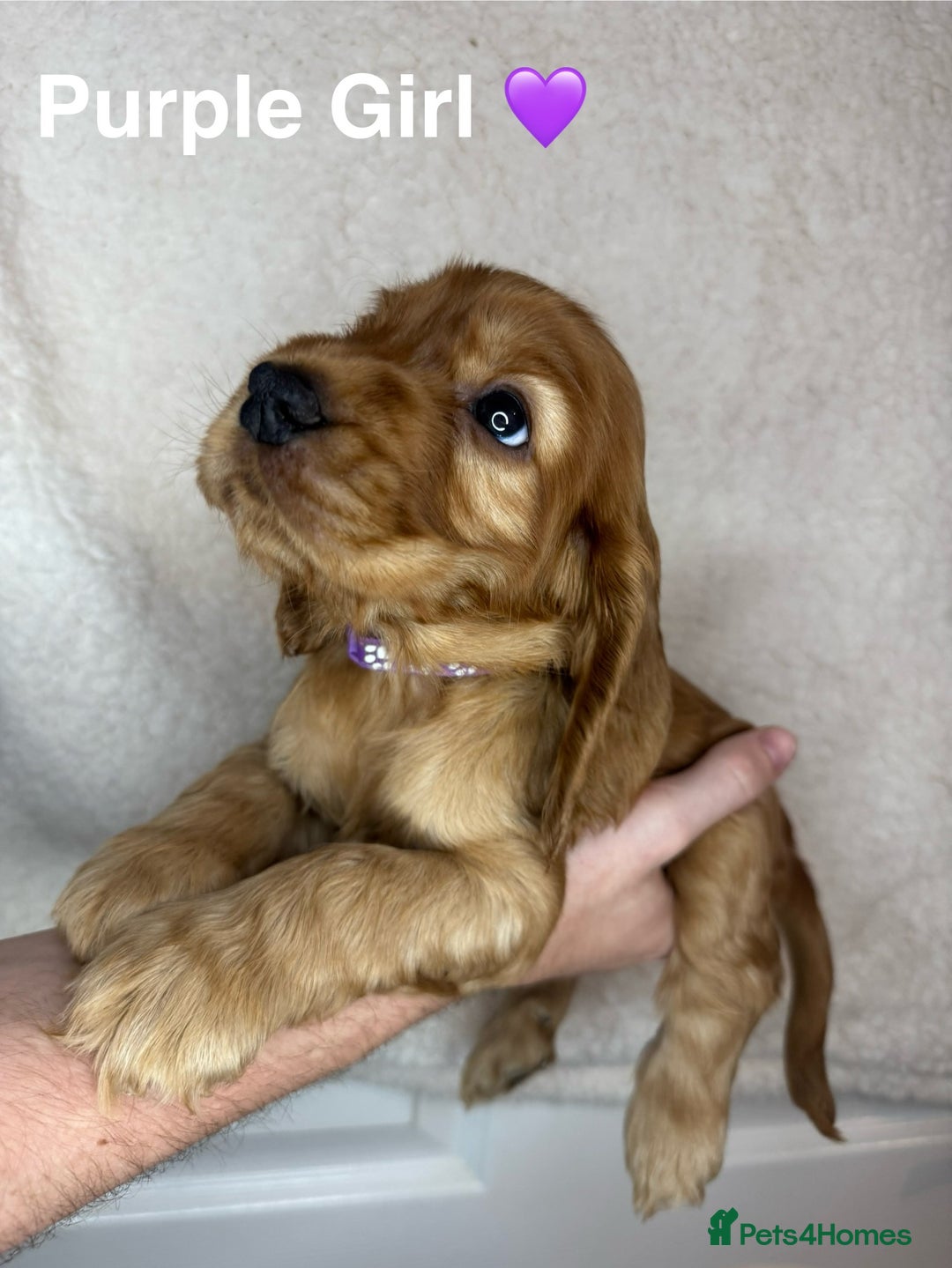Cocker Spaniel dogs for sale: Beautiful show and working cockers - Image 1