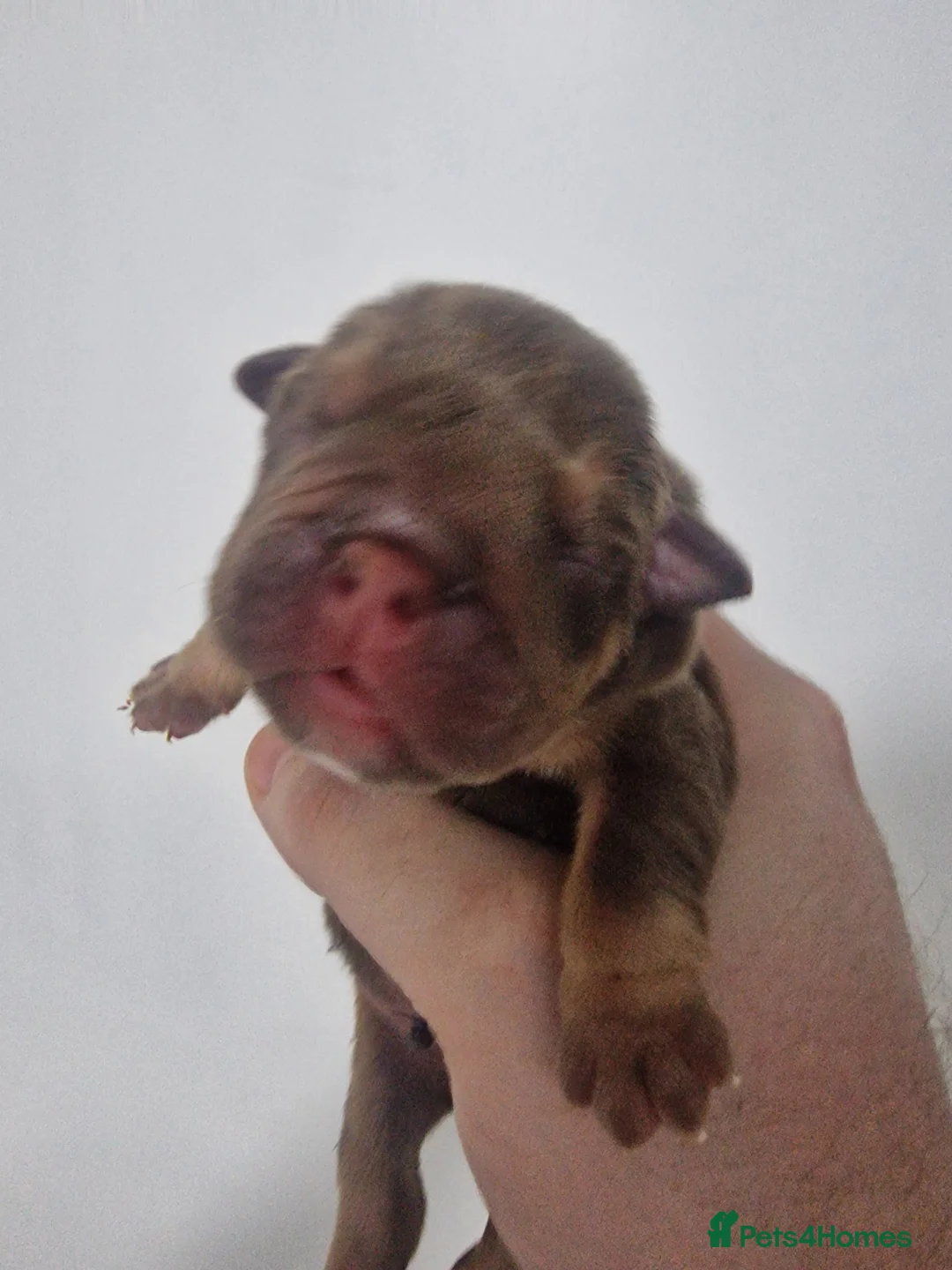 Mixed Breed dogs for sale: Olde Thyme Bulldog X Olde English Puppies - Advert 2
