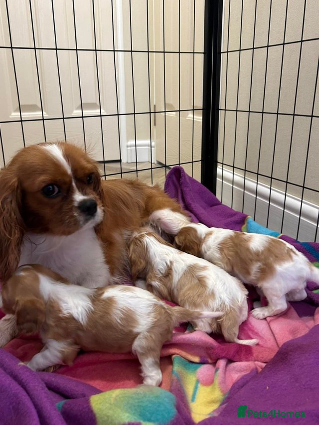 Cavalier King Charles Spaniel dogs for sale: KC Cavalier King Charles Puppies - Image 5
