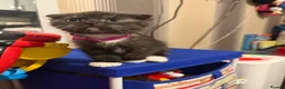 Scottish Fold cats for sale: ScottishFold and BSH kittens  - Advert 22