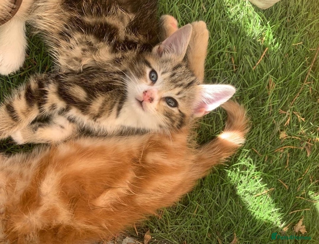 Mixed Breed cats for sale: Ginger tabby kittens - Image 2