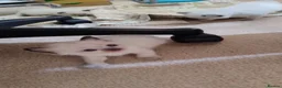 Ragdoll cats for sale: Pure bred Ragdolls need loving homes - Advert 9