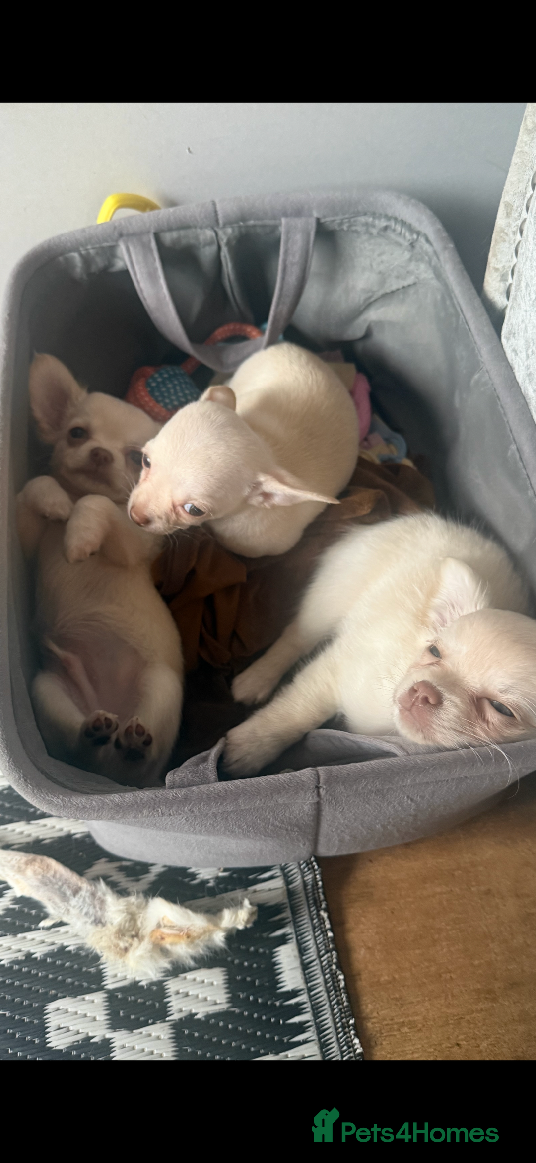 Chihuahua dogs for sale: Double chocolate platinum baby’s READY TO LEAVE  - Image 35