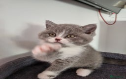 British Shorthair cats for sale: 4 Sweet PEDIGREE kittens - Image 5