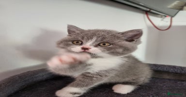 British Shorthair cats - Advert 7