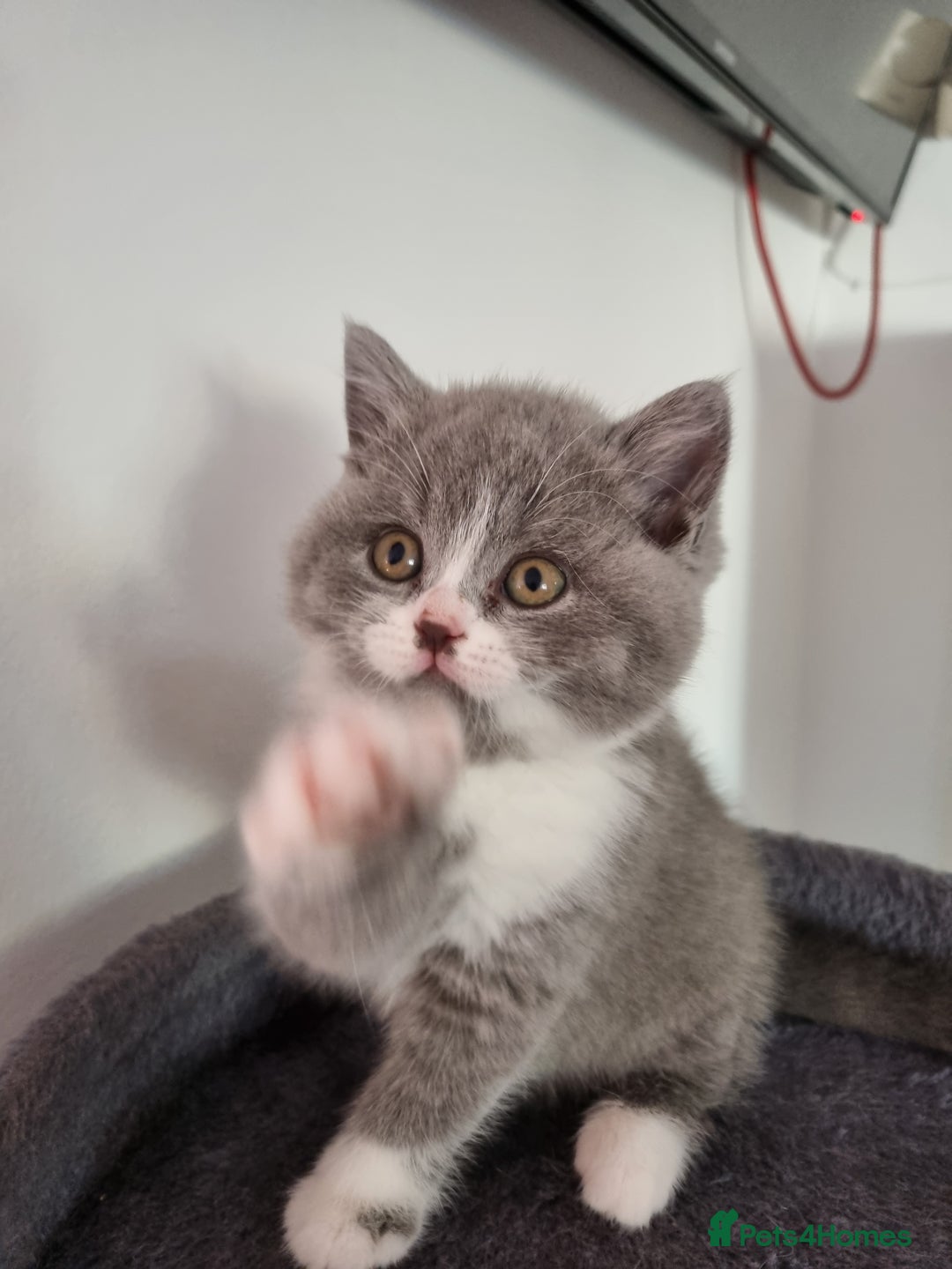 British Shorthair cats for sale: 4 Sweet PEDIGREE kittens - Image 5