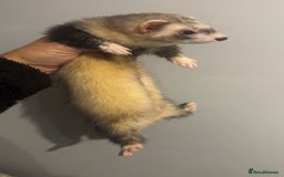 Ferret rodents for sale: Jill ferrets - Image 4