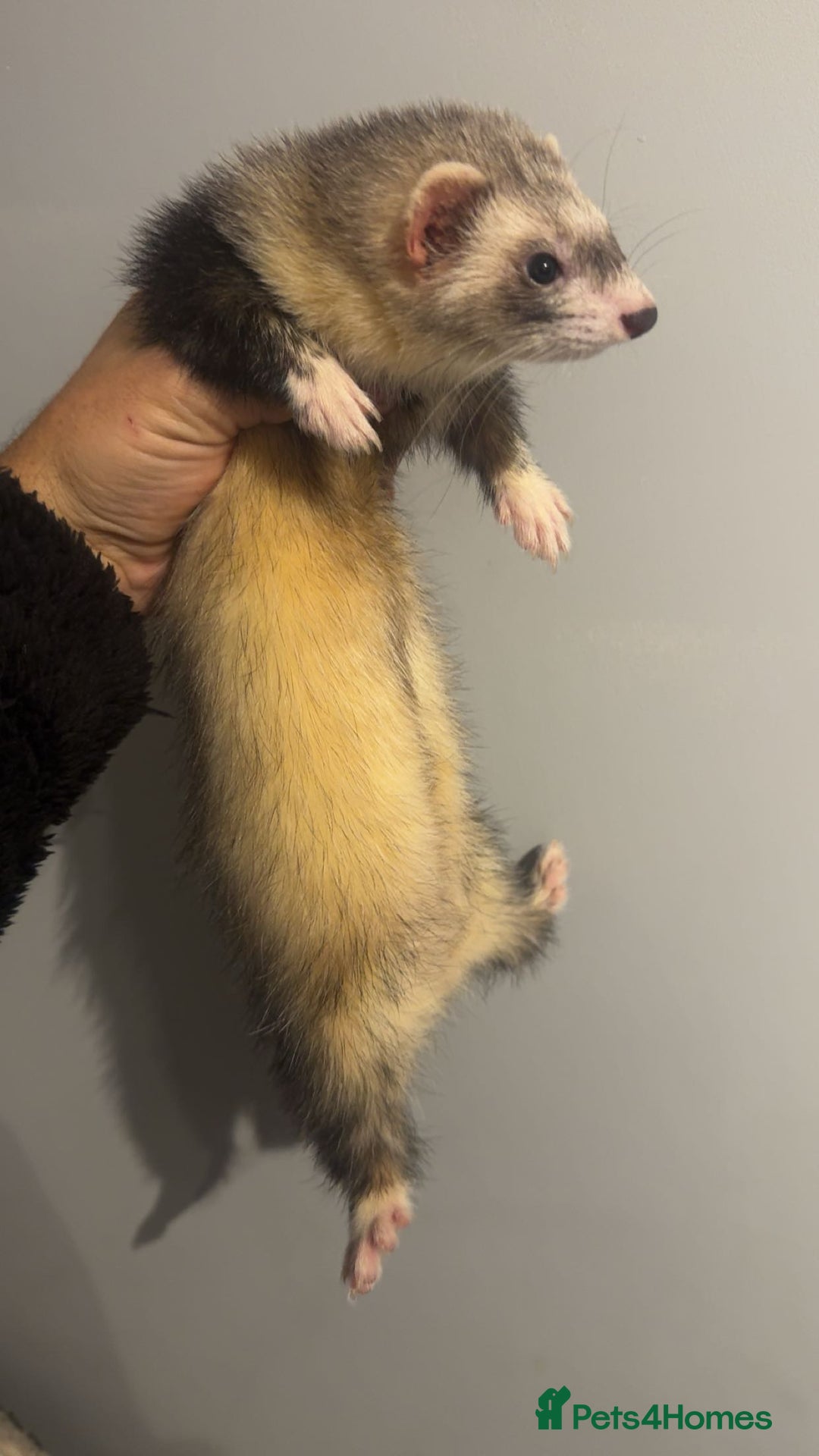Ferret rodents for sale: Jill ferrets - Image 4