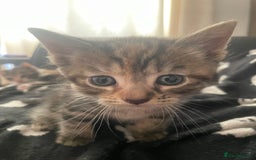Domestic Shorthair cats for sale: 2 Adorable Female Kittens - Image 2