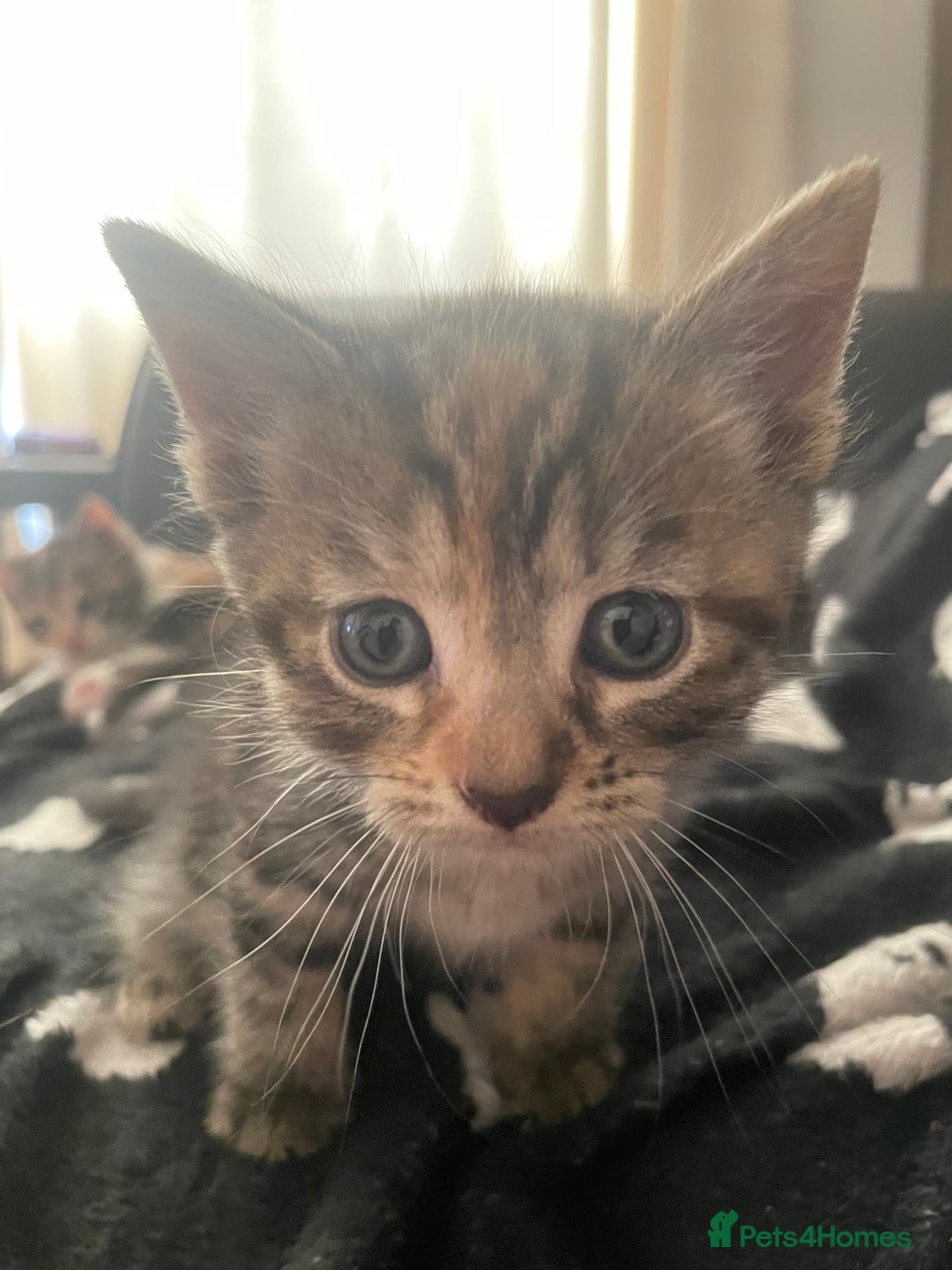 Domestic Shorthair cats for sale: 2 Adorable Female Kittens - Image 2