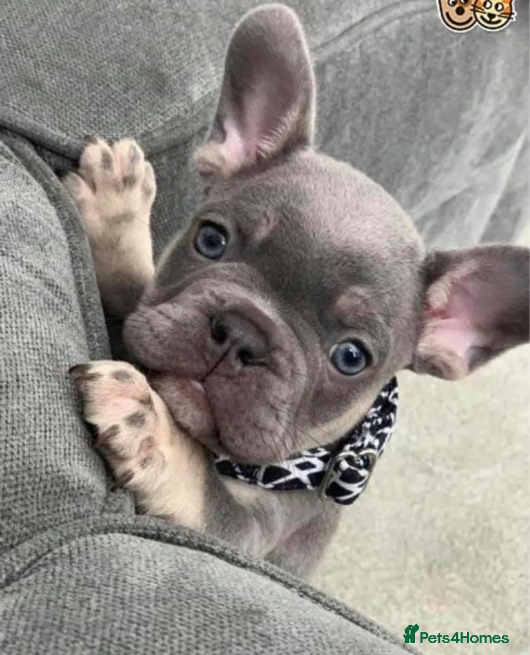 French Bulldog dogs for stud: BEAUTIFUL LILAC AND TAN FRENCH BULLDOG in Sunderland - Advert 25