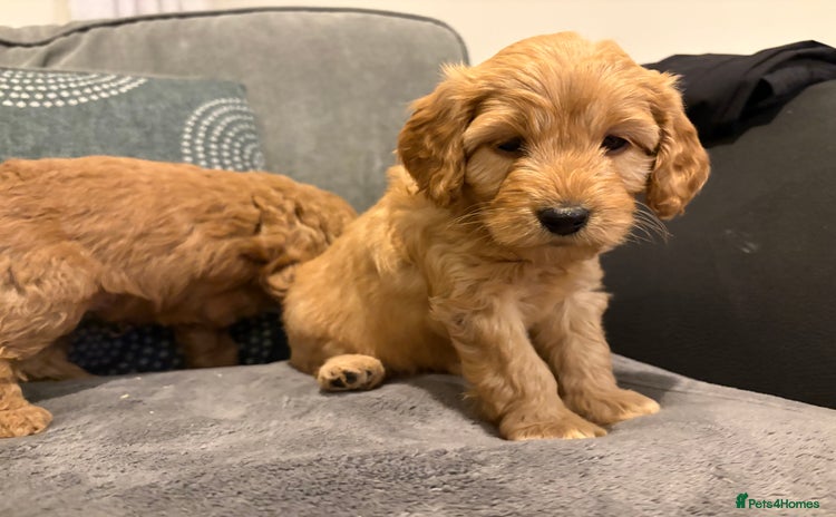 Cavapoo dogs - Advert 13