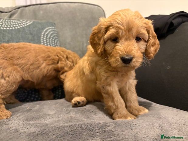 Cavapoo dogs - Advert 1
