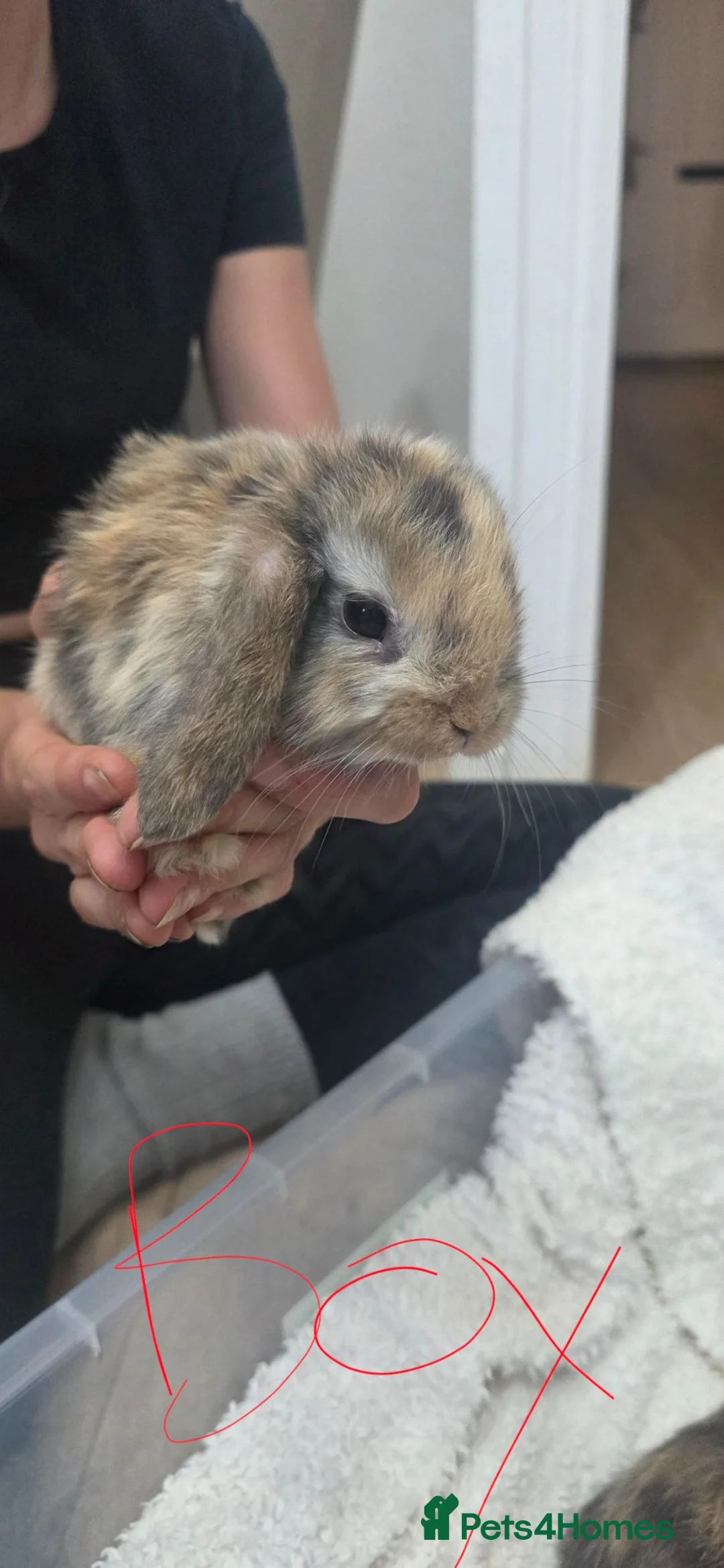 Mini Lop rabbits for sale: Stunning Mini lop Bunnies  - Advert 2