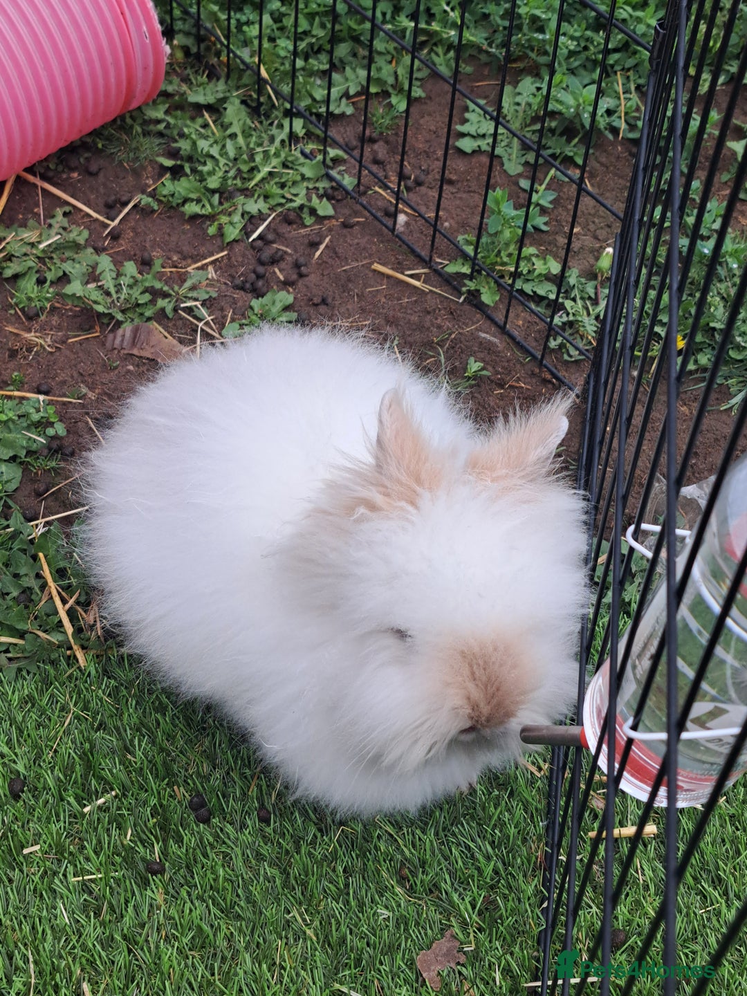 Lionhead rabbits for sale: Gorgeous Double manned lionheads - Image 2