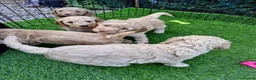 Mixed Breed dogs for sale: Adorable puppies ready for their forever homes  - Advert 3