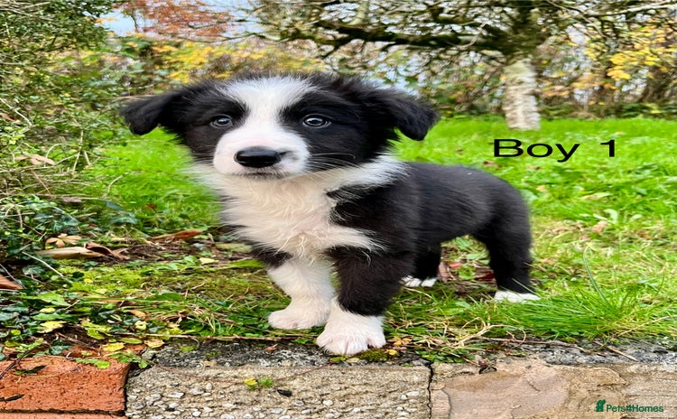 Border Collie dogs - Advert 1