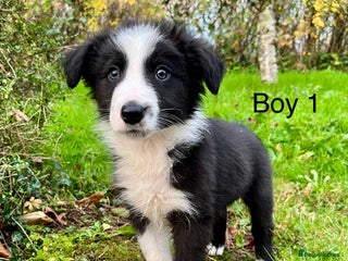 Border Collie dogs PEDIGREE ISDS & KC BORDER COLLIE PUPS - Advert 12