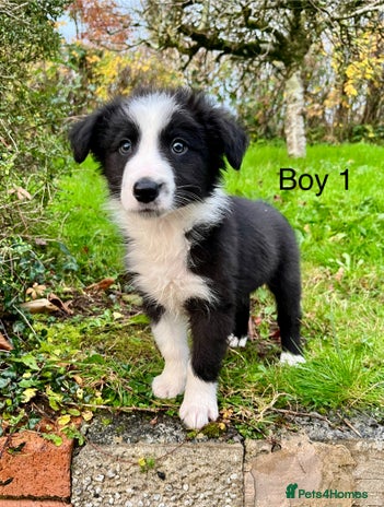 Border Collie dogs - Advert 1