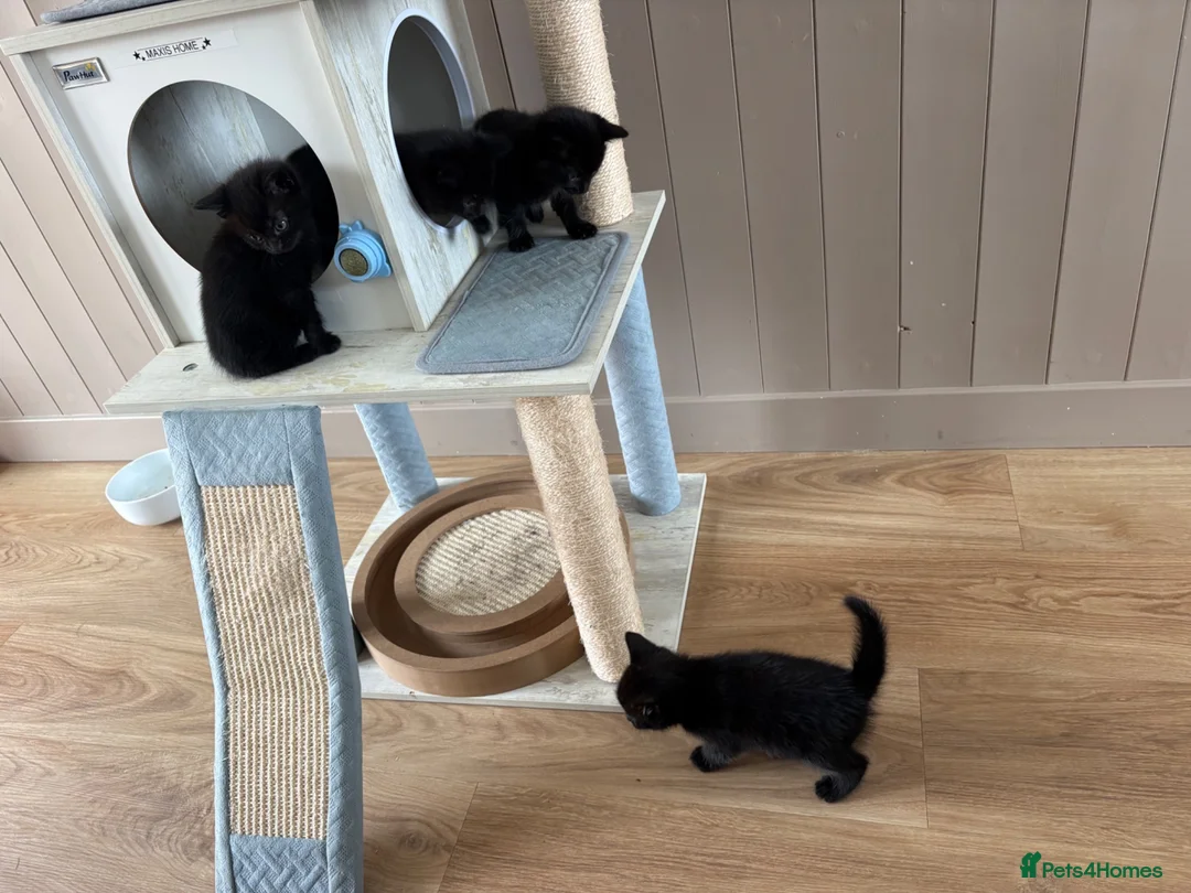 Mixed Breed cats for sale: 4 kittens for sale  - Advert 2