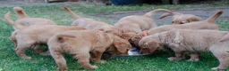Golden Retriever dogs for sale: READY GOLDEN RETREVER KC PUPPIES - Advert 6
