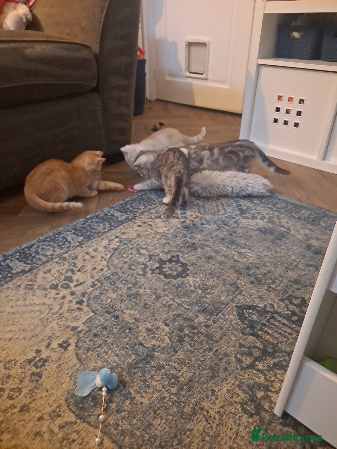 Mixed Breed cats for sale: Bengal x Persian  - Advert 2