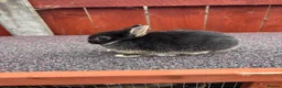 Netherland Dwarf rabbits for sale: Two stunning female netherland dwarfs  - Advert 2