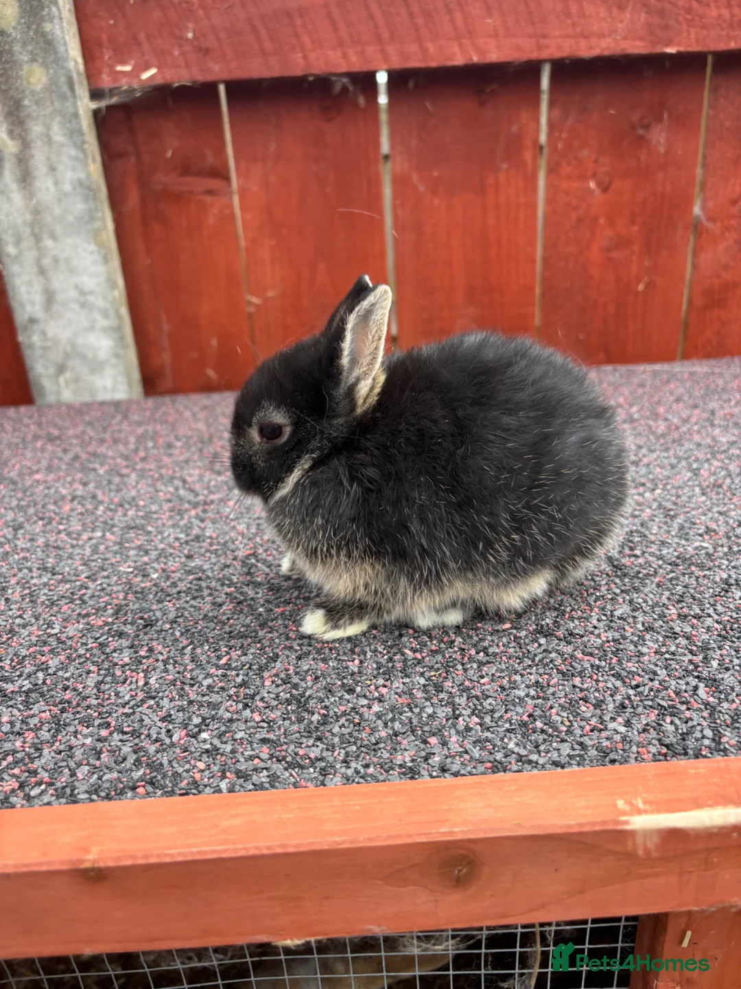 Netherland Dwarf rabbits for sale: Two stunning female netherland dwarfs  - Advert 2