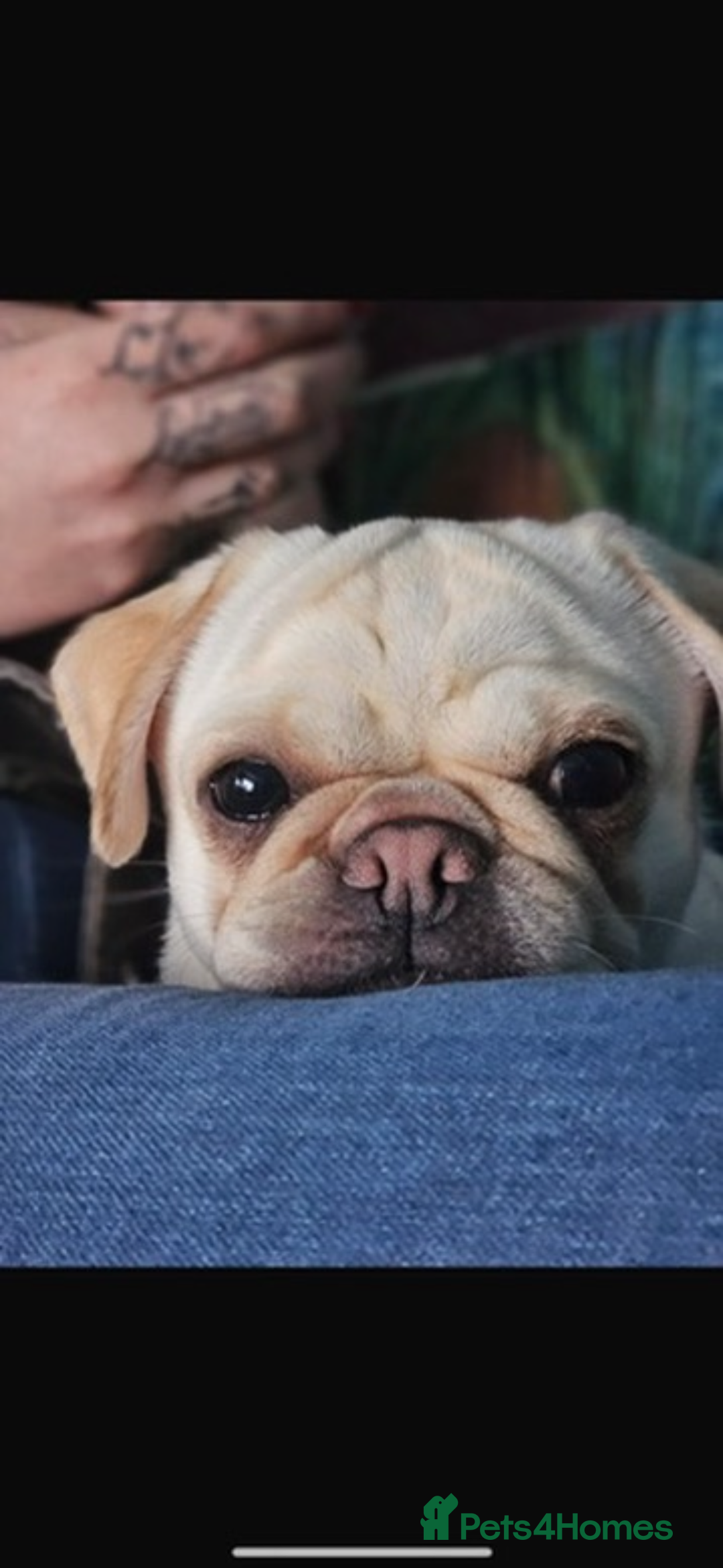 Pug dogs for sale: 3 year old pug  - Advert 2