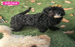 Cockapoo dogs for sale: Stunning F1B Cockapoo Puppies - Advert 2