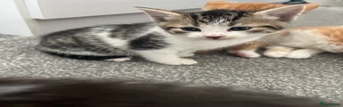 Mixed Breed Kitten 4