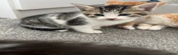 Mixed Breed cats for sale: 3 males, 1 female from loving family home - Advert 2
