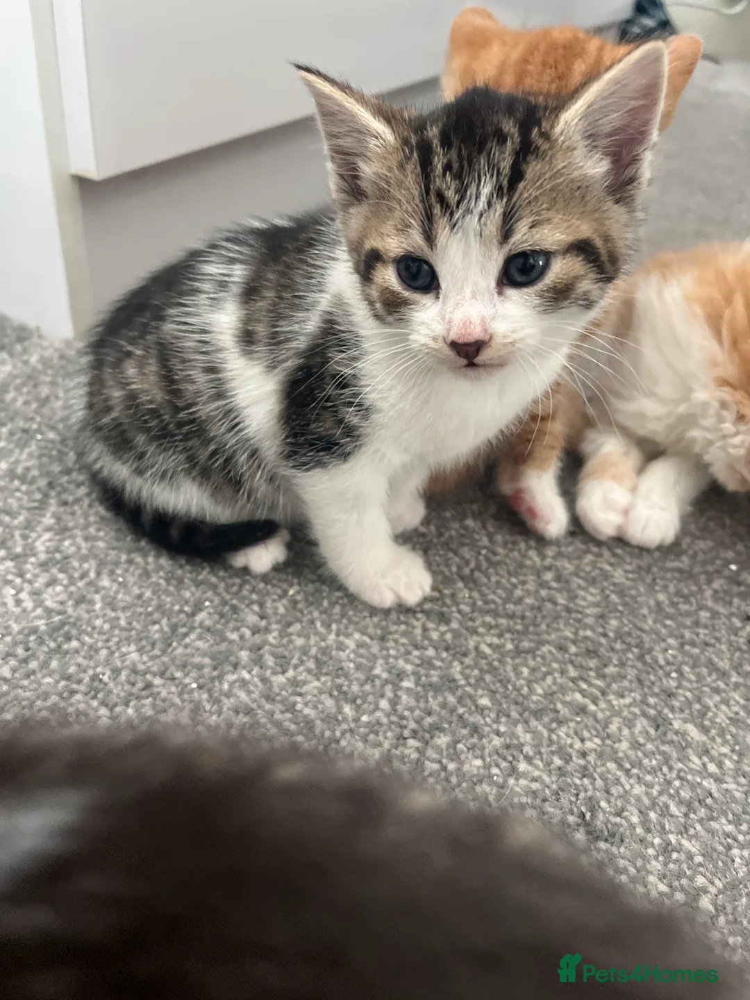Mixed Breed cats for sale: 3 males, 1 female from loving family home - Advert 2