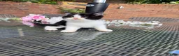 British Shorthair cats for sale: Full Pedigree/Registered BSH from £995 - Advert 29