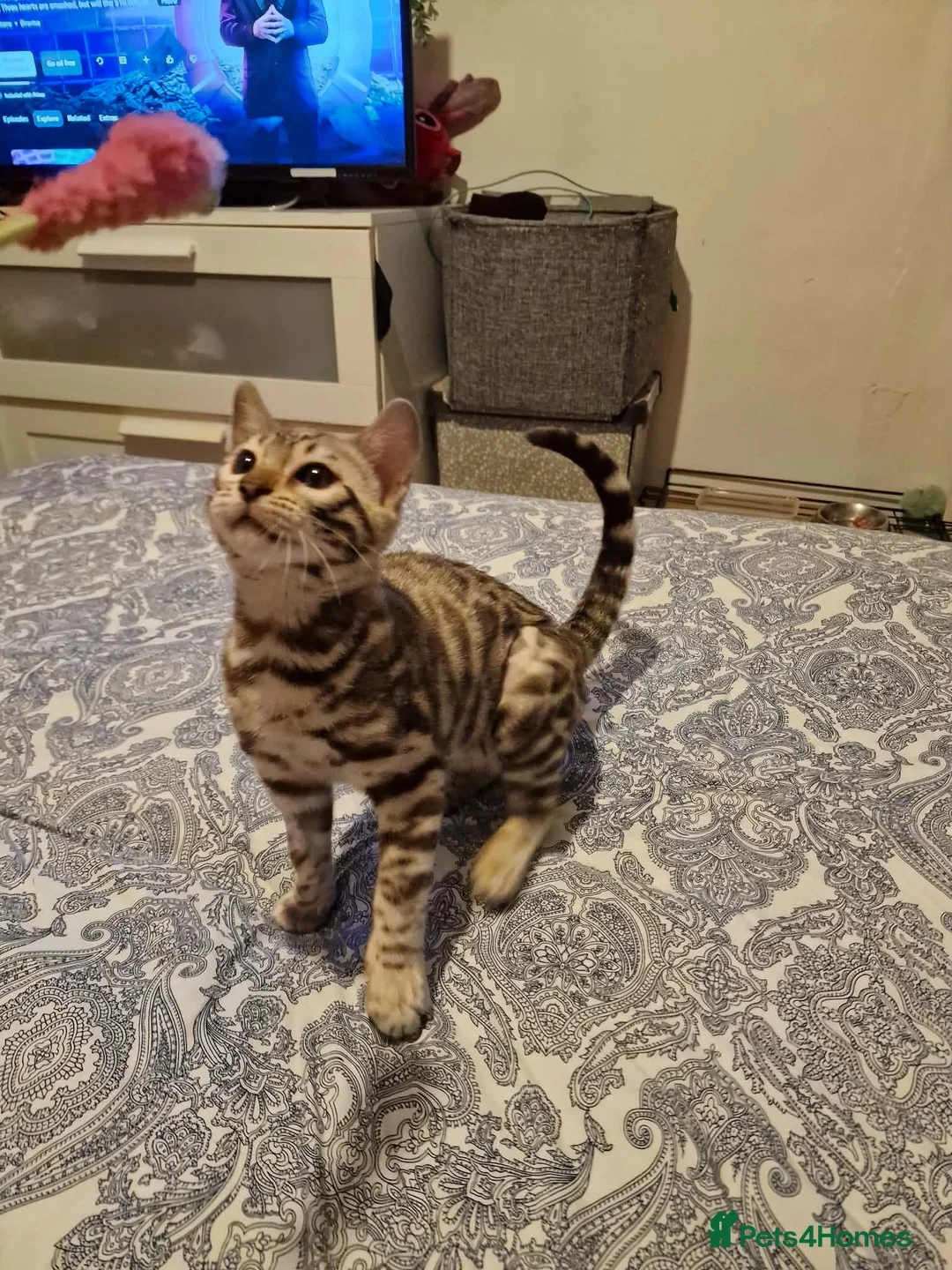 Bengal cats for sale: Ready Now Tica Champion Kittens  - Advert 18