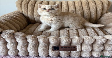 British Shorthair cats - Advert 8