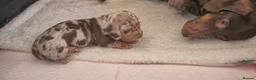 Miniature Dachshund dogs for sale: PRA CLEAR MINIATURE DACHSHUND BOY - Advert 5
