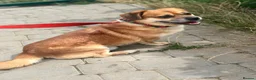 Mixed Breed dogs for adoption: 💙MAXIMILIAN💙: LOVES PEOPLE MORE THAN ANYTHING in Oxford - Advert 5