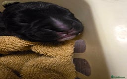 Cane Corso dogs for sale: 8 beautiful pedigree Cane Corso puppies - Image 4