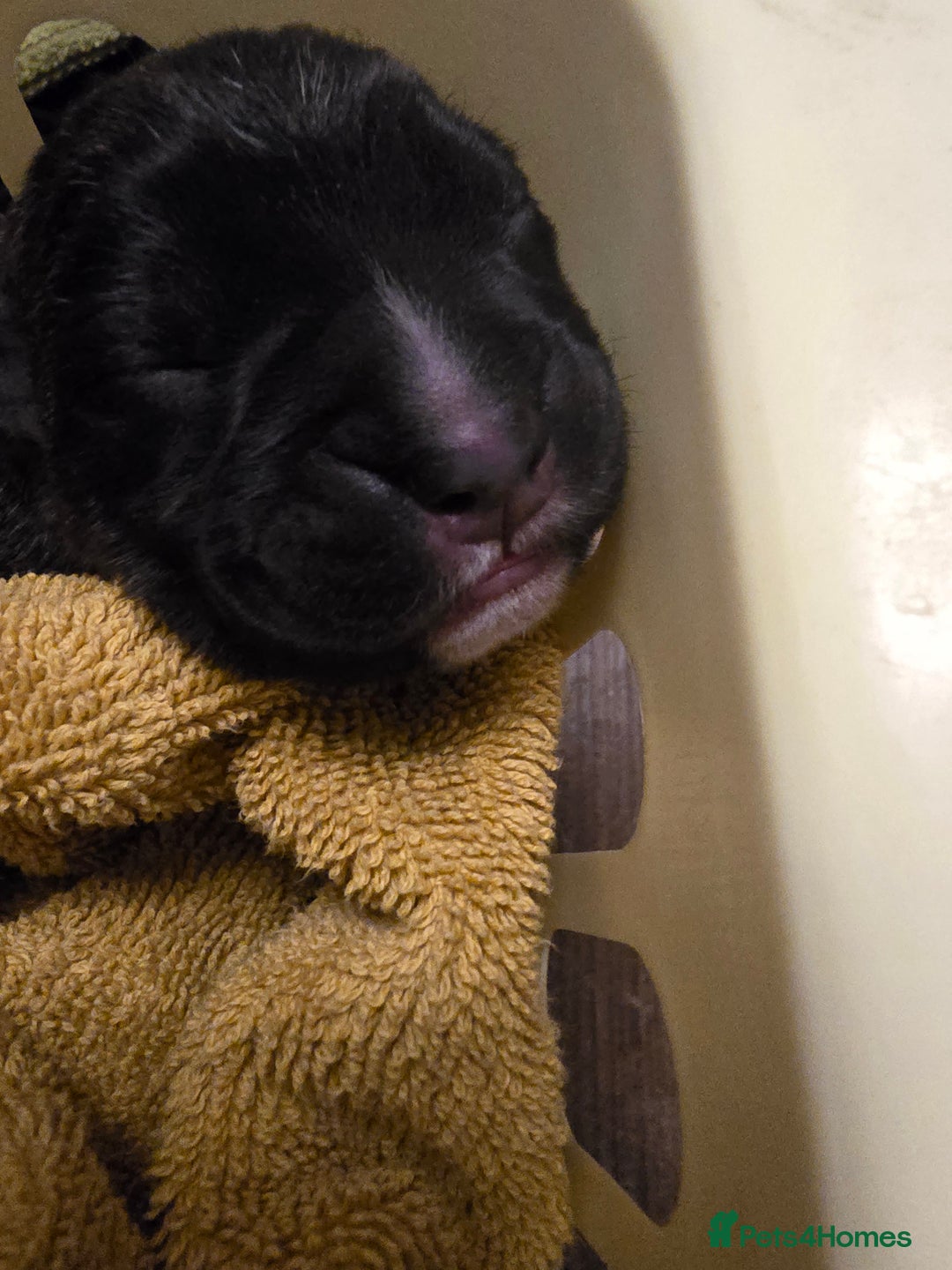 Cane Corso dogs for sale: 8 beautiful pedigree Cane Corso puppies - Image 4